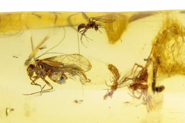 Polished Colombian Copal ( g) - Contains Spider! #264020